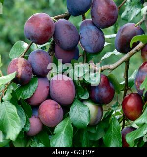 Plum - `Edwards'   FRU026408 Stock Photo